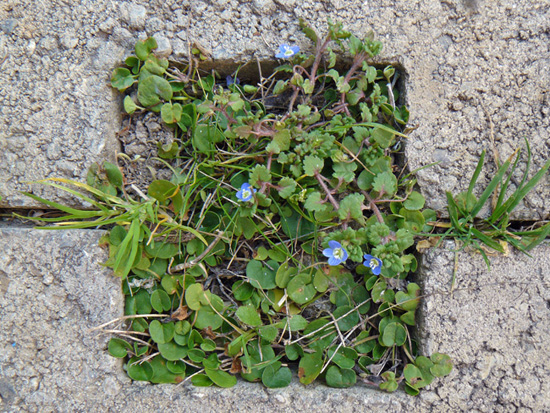 Erophila verna & Veronica polita